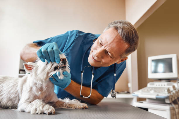 Best Emergency Gum Treatment in Colorado City, AZ